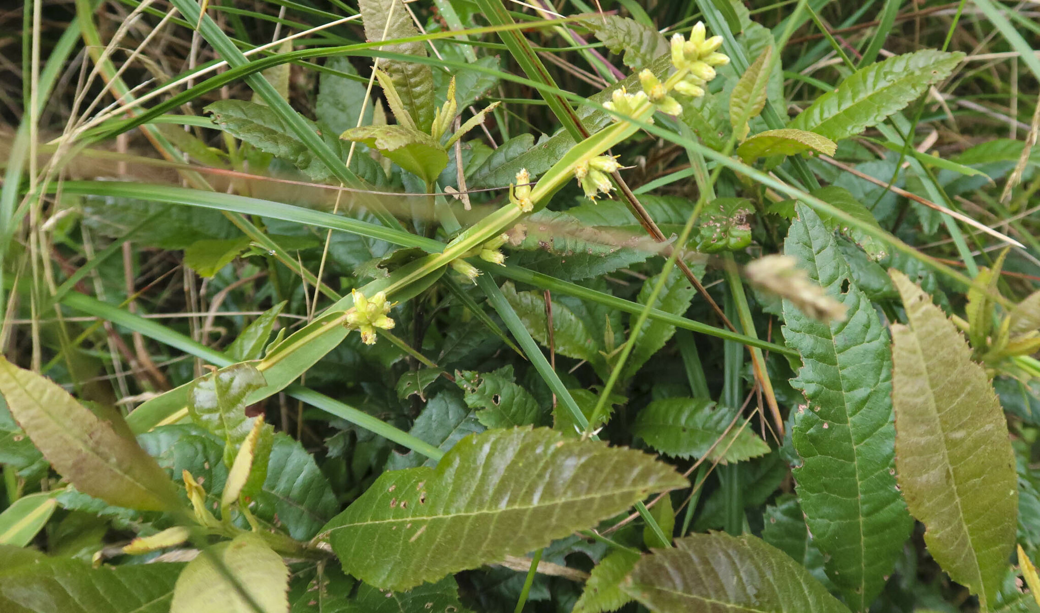 Baccharis genistelloides image