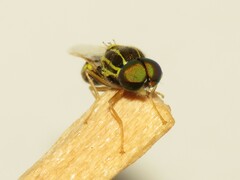 Oxycera variegata