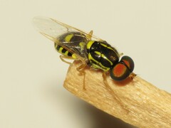Oxycera variegata