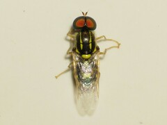 Oxycera variegata