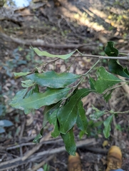 Toechima tenax, photograph Nick Swanson, CC0, iNaturalist via GBIF