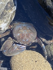 Petrolisthes manimaculis