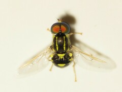 Oxycera variegata