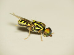 Oxycera variegata