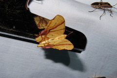 Trotocraspeda divaricata