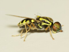 Oxycera variegata
