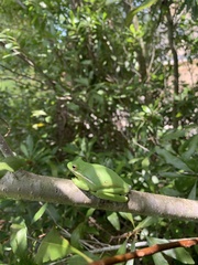 Hyla cinerea