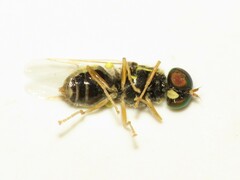 Oxycera variegata