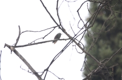 Saucerottia beryllina