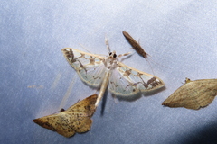 Polythlipta maceratalis