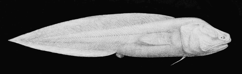 Gelatinous Blindfish