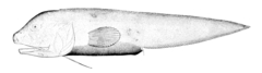 Gelatinous Blindfish photo 2