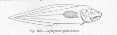 Gelatinous Blindfish photo 3