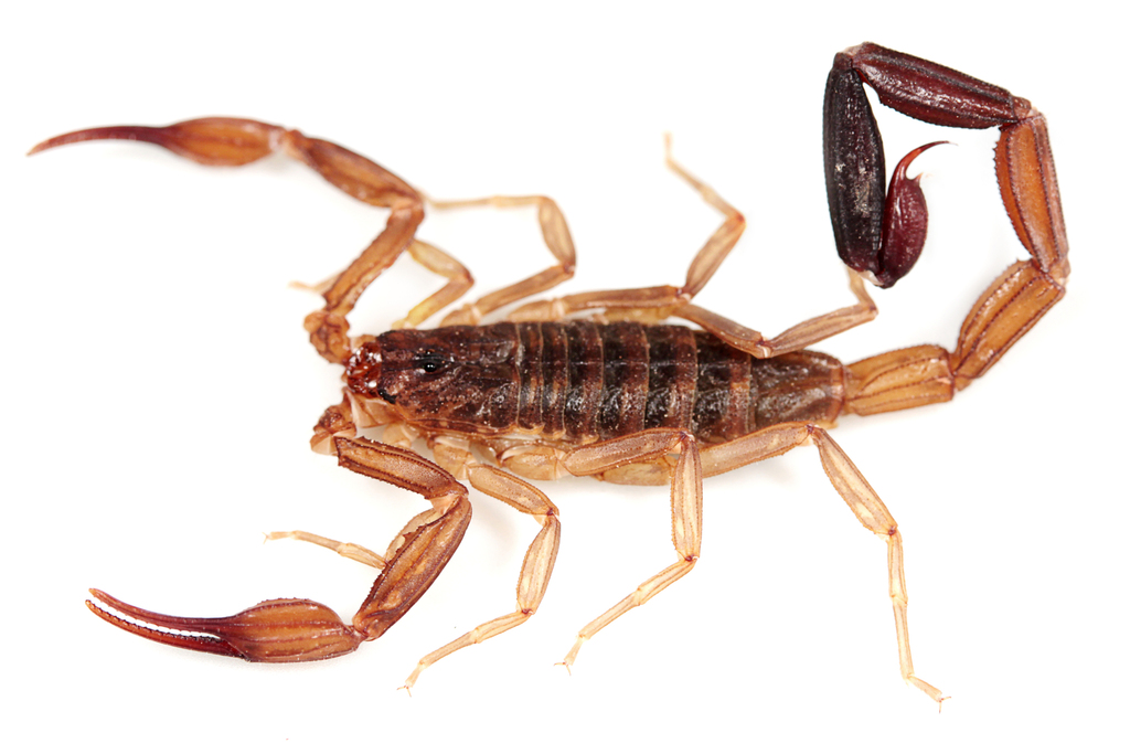 Tityus argentinus