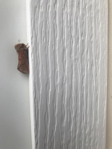 Eastern Grass Tubeworm Moth photo 5