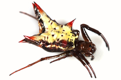 Micrathena crassa