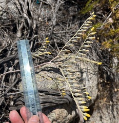 Dudleya saxosa aloides