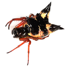 Micrathena crassa
