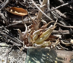 Dudleya saxosa aloides