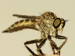 Machimus notatus