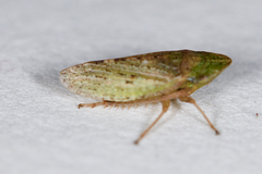 Aphrodes bicinctus