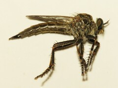 Machimus notatus