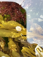 Crepipatella lingulata