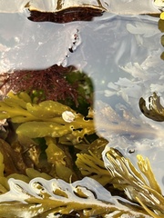 Crepipatella lingulata