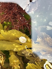 Crepipatella lingulata