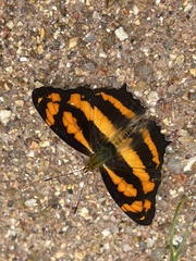 Symbrenthia lilaea