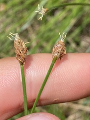Eleocharis ovata