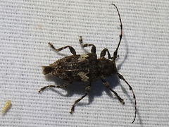 Aegomorphus quadrigibbus