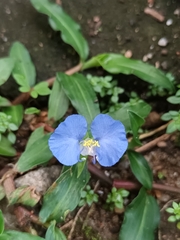 Commelina paleata
