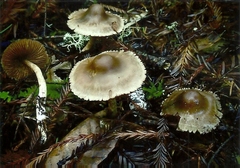Cortinarius obtusus