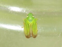 Neocoelidia tumidifrons