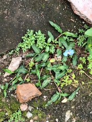 Commelina paleata