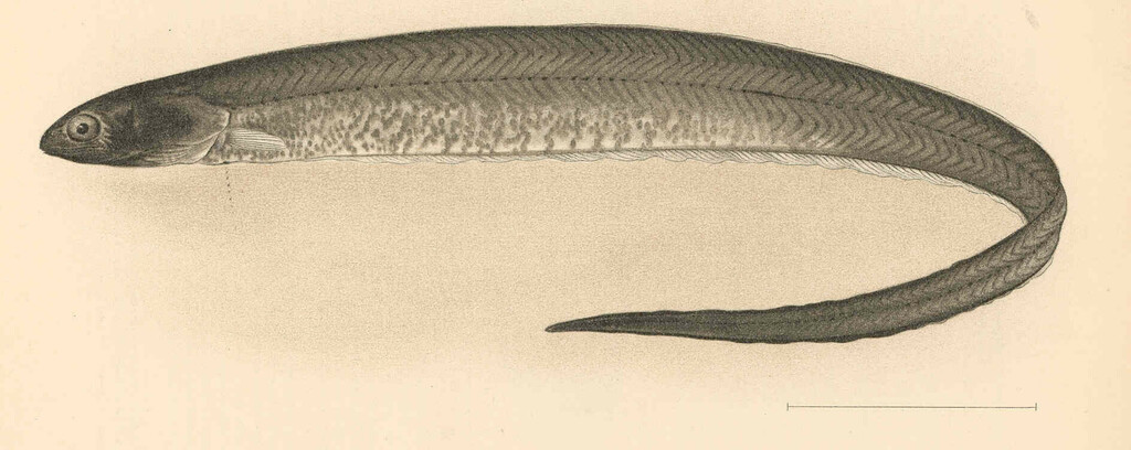 Graceful Pearlfish