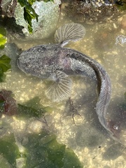 Porichthys notatus