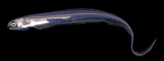 Fowler's Pearlfish photo 4