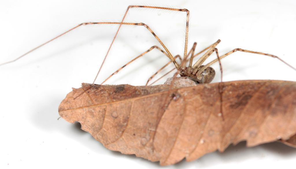 Priscula binghamae