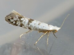 Argyresthia thuiella