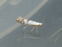 Argyresthia thuiella