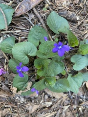 Viola hirsutula