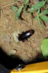 Encaustes cruenta formosana