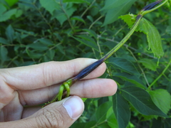 Ampeloglypter sesostris