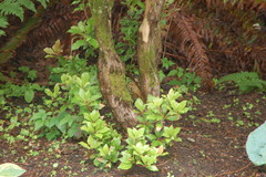 Turdus migratorius propinquus