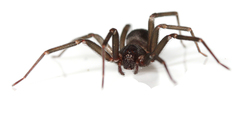 Loxosceles hirsuta
