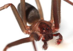 Loxosceles hirsuta