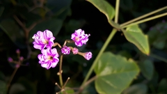 Commicarpus pentandrus