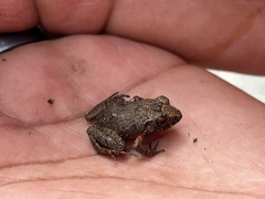 Eleutherodactylus pentasyringos